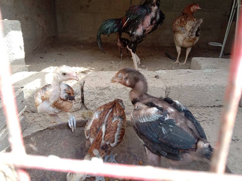 Aseel murgha and murghi for sale with chicks 3