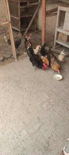 eggs laying hens 3