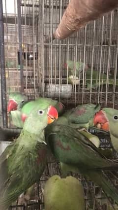 pahari alexendrine self feed chicks talking parrot