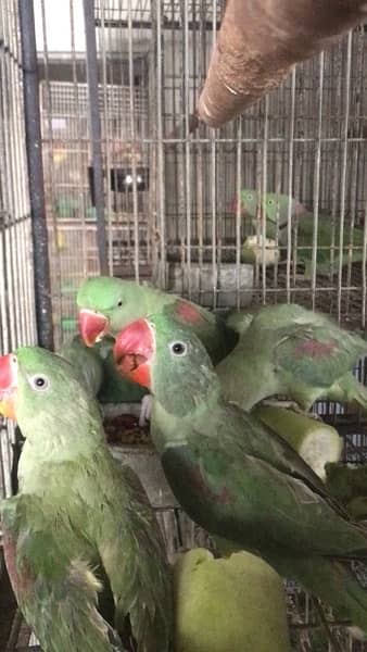 pahari alexendrine self feed chicks talking parrot 1