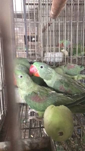 pahari alexendrine self feed chicks talking parrot 2