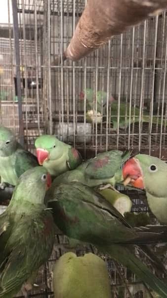 pahari alexendrine self feed chicks talking parrot 3