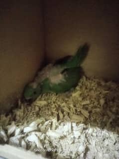 green Ringneck chick available for sale