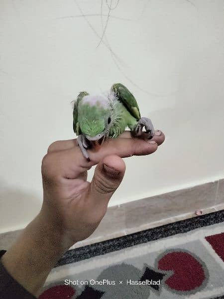 green Ringneck chick available for sale 1