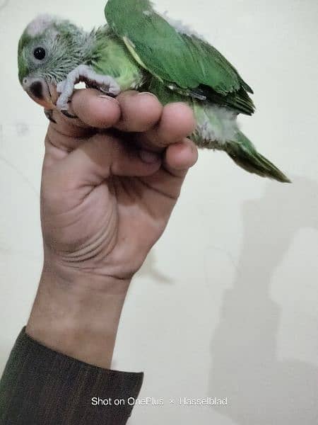 green Ringneck chick available for sale 2