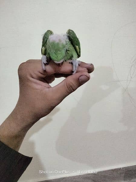 green Ringneck chick available for sale 3
