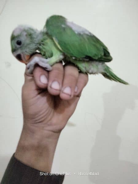 green Ringneck chick available for sale 6