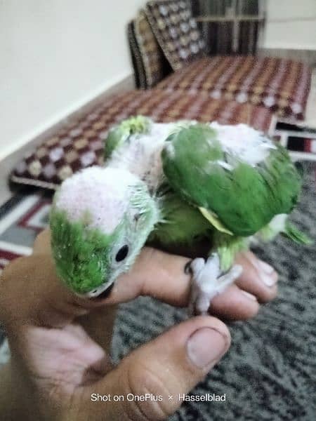 green Ringneck chick available for sale 7