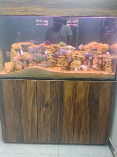 Redsea Republica Complete Setup and Fishes for Sale