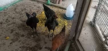 Misri Hens For Sale, One Piece 1000/-