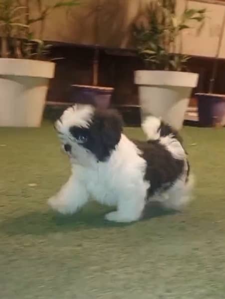 Shih Tzu pair 2