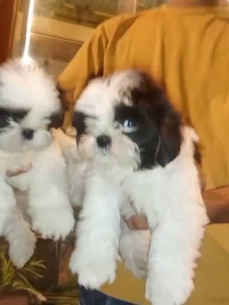 Shih Tzu pair 3