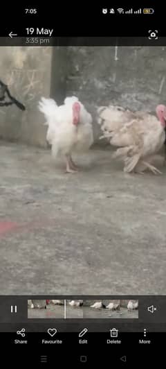 Turkey birds