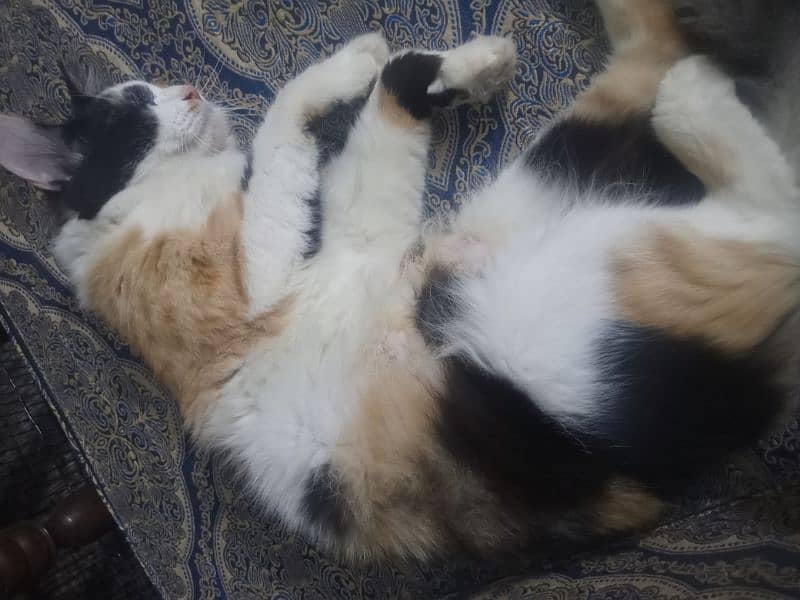 Calico Black Orange White Female Cat for Adoption 8