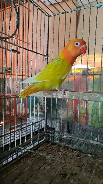 common lutino Red eyes breeder pair for sale with one chick 3