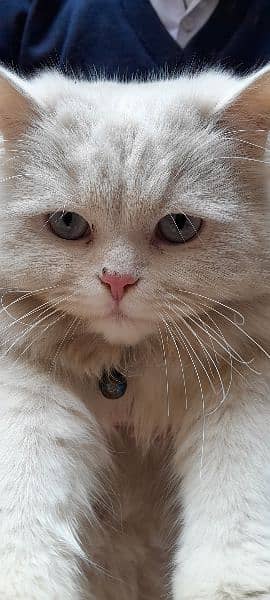 1 year old Persian male cat 2
