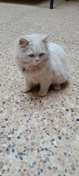 1 year old Persian male cat 3