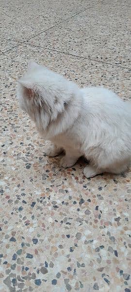 1 year old Persian male cat 4