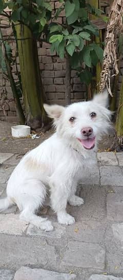 kokoni | domestic dog from Greece.