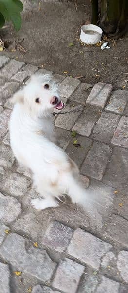kokoni | domestic dog from Greece. 1