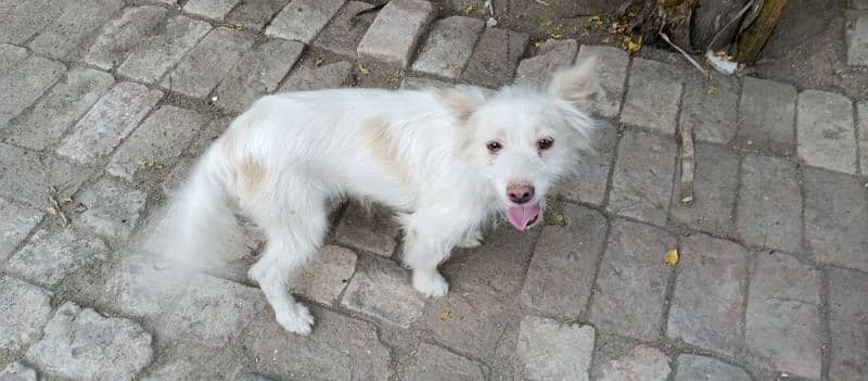 kokoni | domestic dog from Greece. 2