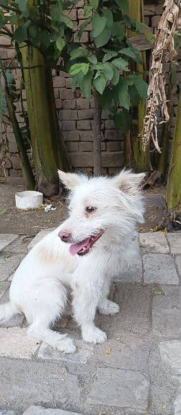 kokoni | domestic dog from Greece. 3