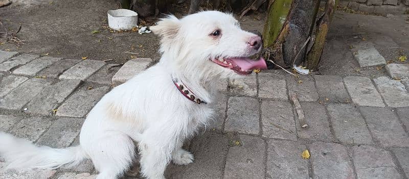 kokoni | domestic dog from Greece. 4