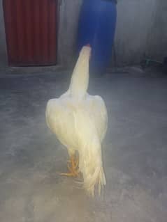 white aseel rooster