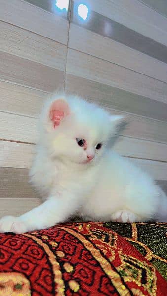 Quality Persian / Kitten / cat for sale 2