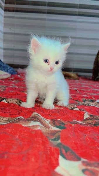 Quality Persian / Kitten / cat for sale 3