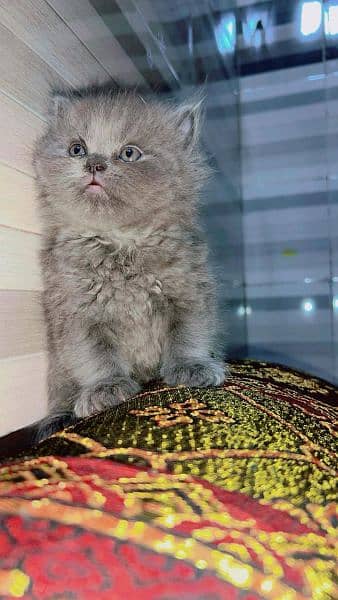 Quality Persian / Kitten / cat for sale 6