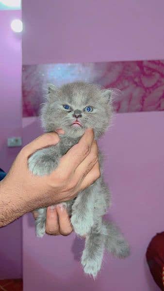 Quality Persian / Kitten / cat for sale 9