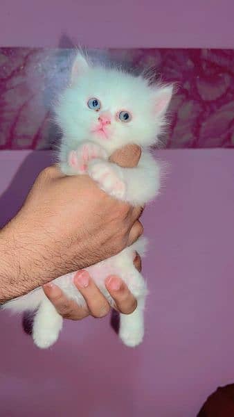 Quality Persian / Kitten / cat for sale 10