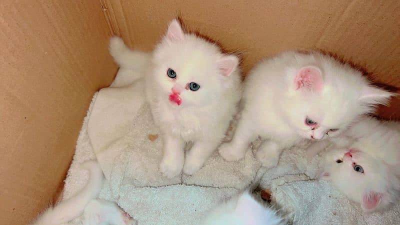 Quality Persian / Kitten / cat for sale 13