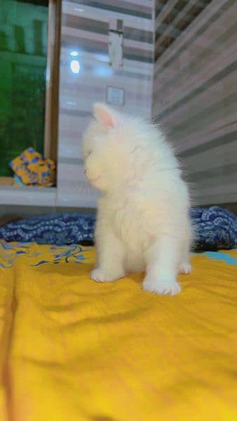 Quality Persian / Kitten / cat for sale 15