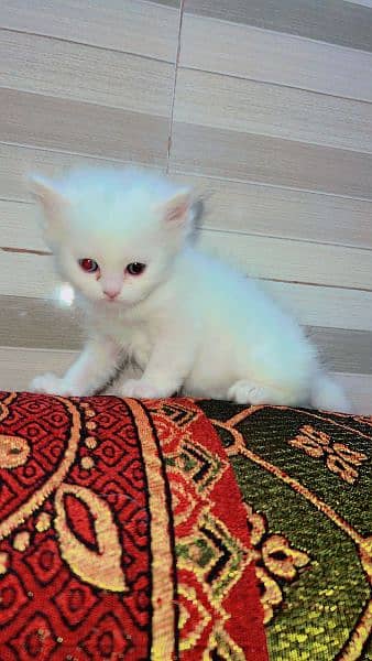 Quality Persian / Kitten / cat for sale 17