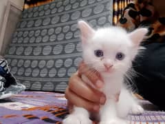 blue eyes male kitten for sale 0