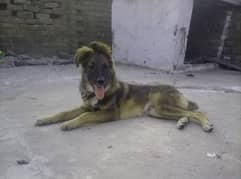 bakrwal dog for sale