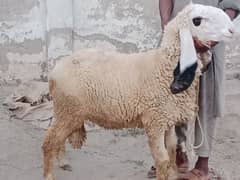 5 adad Healthy lamb kajlly chatry for Qurbani