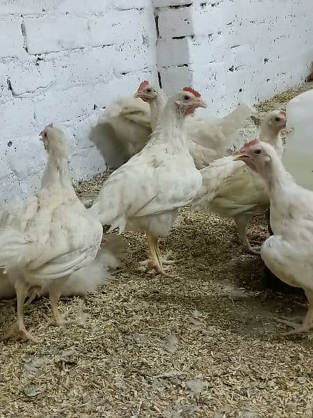 lohman brown chicks 3
