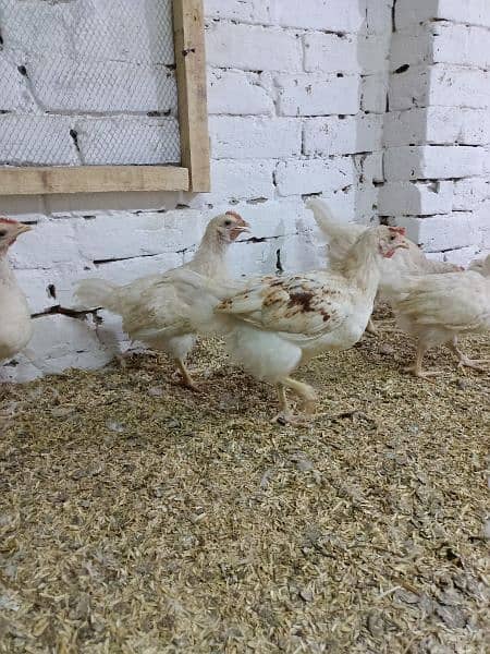 lohman brown chicks 4