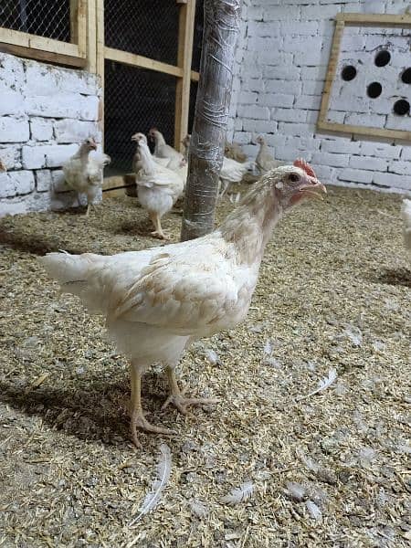 lohman brown chicks 5