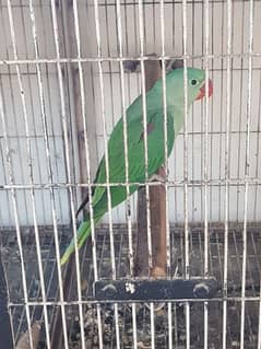 pahari parrot for sale age 3 months