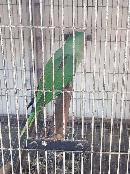 pahari parrot for sale age 3 months 1