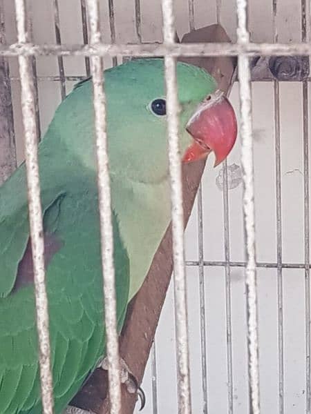 pahari parrot for sale age 3 months 2