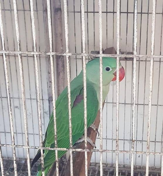 pahari parrot for sale age 3 months 3