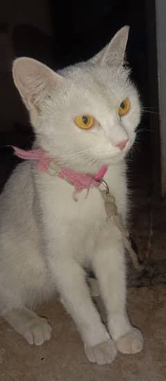 Turkish Angora Cutest Female Cat Litter Trained