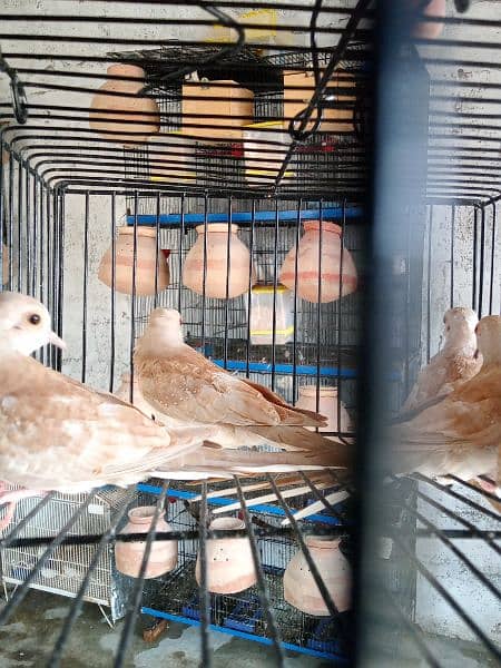 Red pied Diamond pied Dove 0