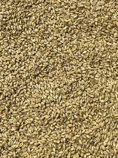 Wheat for sale 0