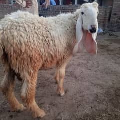 Sheep(Male) Chatra for Quarbani Bakra Eid